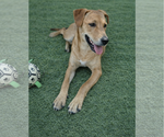 Small #3 Labrador Retriever Mix