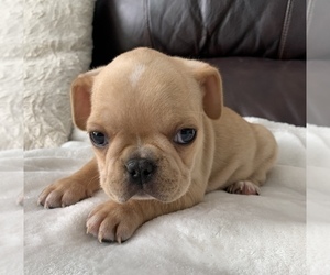 French Bulldog Puppy for sale in JOHNS ISLAND, SC, USA
