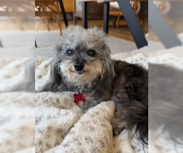 Medium Photo #1 Poodle (Toy) Puppy For Sale in San Diego, CA, USA