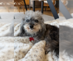 Small Poodle (Toy)
