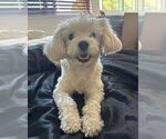 Small #2 Labradoodle-Maltese Mix