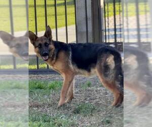 German Shepherd Dog Dogs for adoption in Riverside, CA, USA