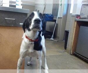 Irish Setter-Unknown Mix Dogs for adoption in Sacramento, CA, USA