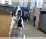 BILLY - Male Irish Setter-Unknown Mix Dog for Adoption - Small photo
