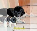 Small Photo #1 Newfoundland Puppy For Sale in LAS VEGAS, NV, USA