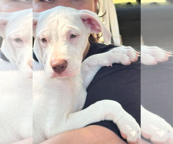 Medium Photo #3 American Pit Bull Terrier-Unknown Mix Puppy For Sale in Oak Bluffs, MA, USA
