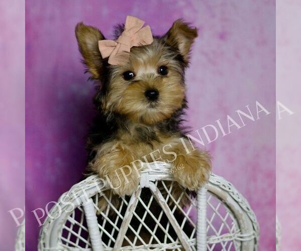 Medium Photo #5 Yorkshire Terrier Puppy For Sale in WARSAW, IN, USA