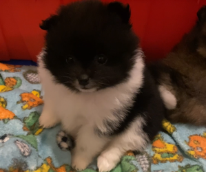 Pomeranian Puppy for sale in CASTLE HAYNE, NC, USA