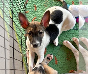 Mutt Dogs for adoption in GILBERTS, IL, USA