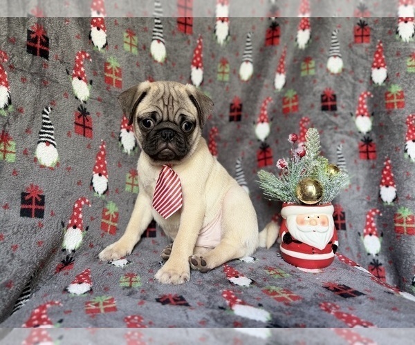 Medium Photo #5 Pug Puppy For Sale in LAKELAND, FL, USA