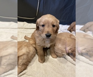 Golden Retriever Puppy for sale in LACEY, WA, USA