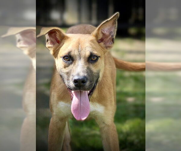 Medium Photo #2 Mutt Puppy For Sale in Riverside, CA, USA