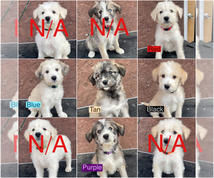 Poodle (Standard)-Siberian Husky Mix Puppy for sale in SANGER, CA, USA