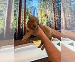Small #15 Goldendoodle