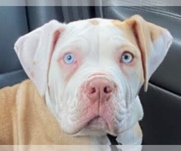 Medium Photo #1 Alapaha Blue Blood Bulldog Puppy For Sale in HUDSON, NH, USA