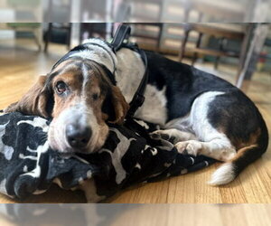 TOBIAS - Male Basset Hound Dog for Adoption - Photo #5