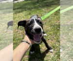 Small #3 Labrador Retriever Mix