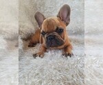 Small Photo #4 French Bulldog Puppy For Sale in AUBURN, WA, USA