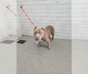 American Pit Bull Terrier Dogs for adoption in San Bernardino, CA, USA