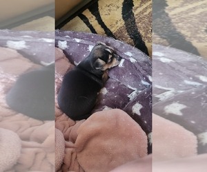 Chihuahua Puppy for sale in ELLENTON, FL, USA