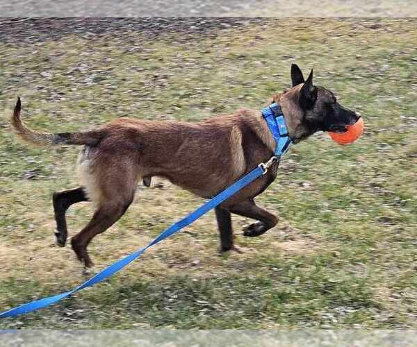 Medium Photo #11 Mutt Puppy For Sale in Imlay City, MI, USA