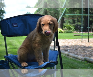 Medium Golden Retriever