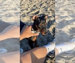 Small Photo #5 Miniature Pinscher Puppy For Sale in LOS ANGELES, CA, USA