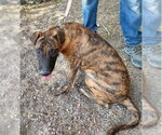 Fargo - Male Mutt Dog for Adoption - Small photo
