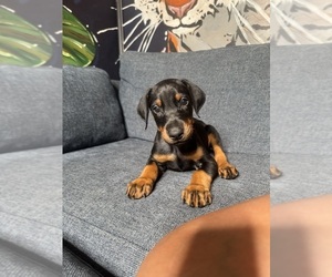 Doberman Pinscher Litter for sale in HOLLYWOOD, FL, USA