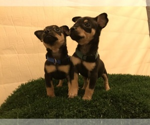 Miniature Pinscher Puppy for sale in SAN DIEGO, CA, USA