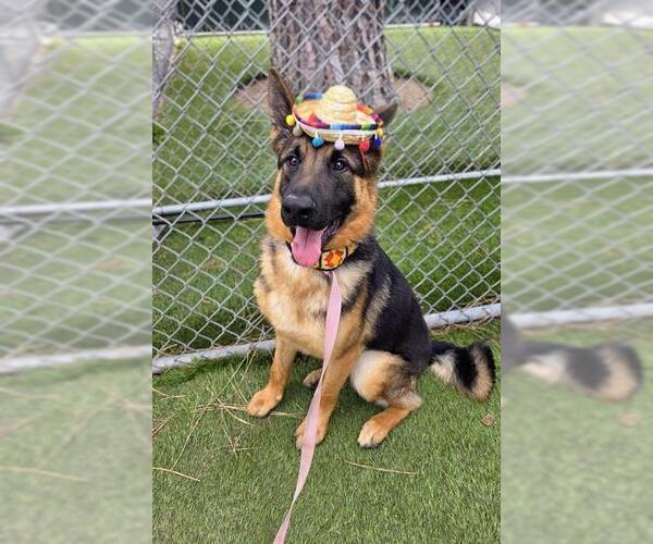Medium Photo #1 German Shepherd Dog Puppy For Sale in Downey, CA, USA