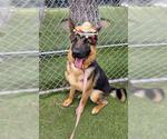 Small German Shepherd Dog