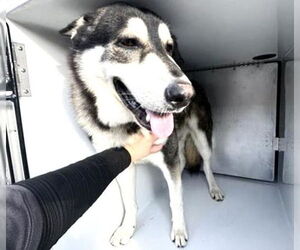 Siberian Husky-Unknown Mix Dogs for adoption in Houston, TX, USA