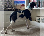 Small #15 Mutt