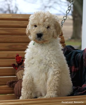 Medium Photo #4 Goldendoodle Puppy For Sale in ARCHBOLD, OH, USA