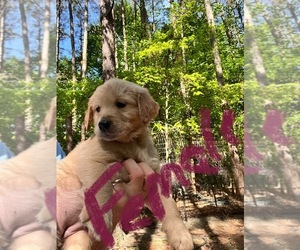 Golden Retriever Puppy for sale in WILLIAMSBURG, VA, USA