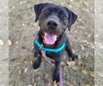 Small #39 American Pit Bull Terrier Mix