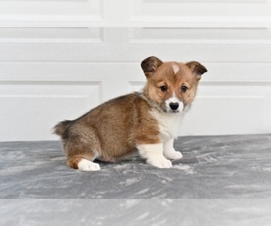 Pembroke Welsh Corgi Puppy for sale in HOLMESVILLE, OH, USA