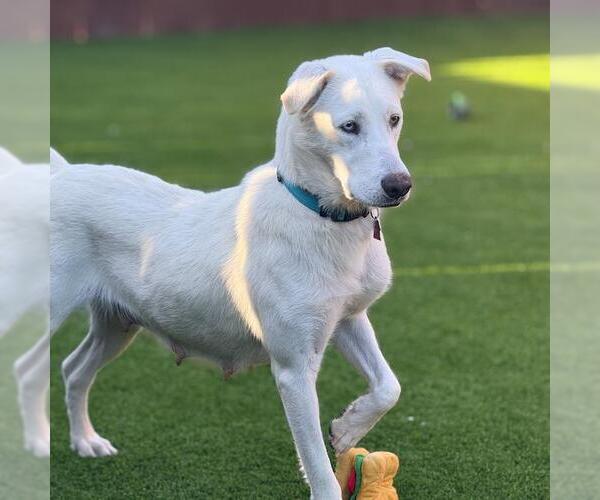 Medium Photo #10 Huskies -Unknown Mix Puppy For Sale in San Diego, CA, USA