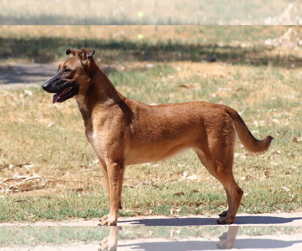 Medium Photo #2 Bull Terrier-Unknown Mix Puppy For Sale in El Centro, CA, USA