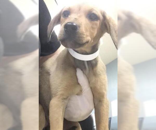 Medium Photo #1 Doberman Pinscher-Unknown Mix Puppy For Sale in Riverside, CA, USA