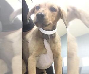 Doberman Pinscher-Unknown Mix Dogs for adoption in Riverside, CA, USA