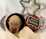 Small Photo #22 Golden Retriever Puppy For Sale in RICHMOND, TX, USA
