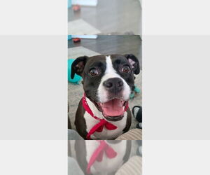 Boxer Dogs for adoption in Austin, TX, USA