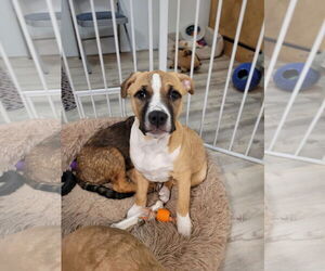 Mutt Dogs for adoption in Sequim, WA, USA