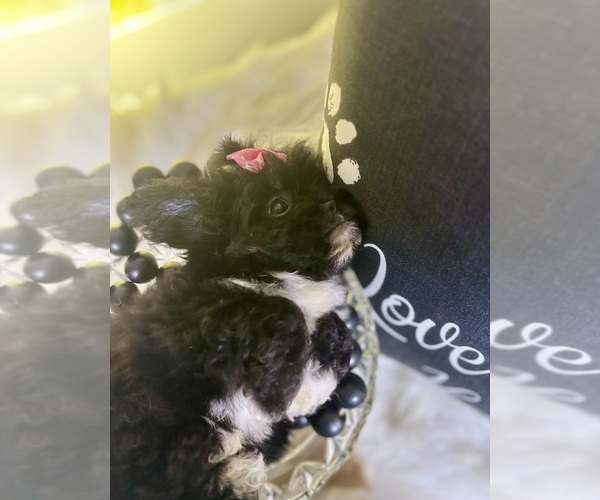 Medium Photo #16 Peke-A-Poo Puppy For Sale in RIPLEY, MS, USA
