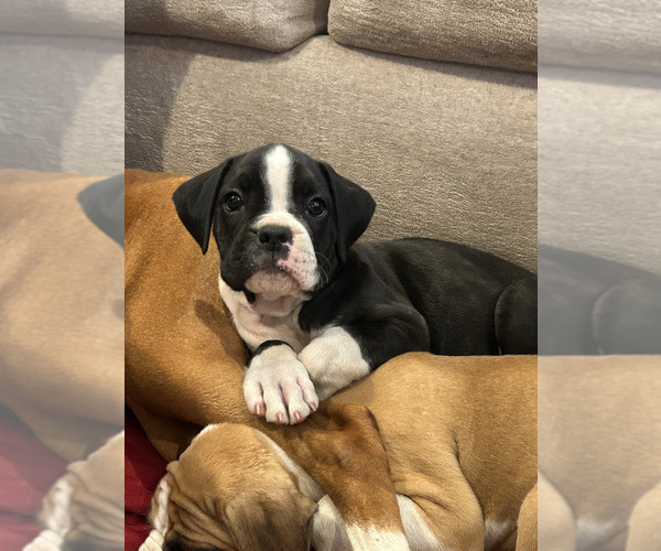 Medium Photo #9 Boxer Puppy For Sale in SAPULPA, OK, USA