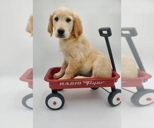 Golden Retriever Puppy for sale in GOSHEN, IN, USA