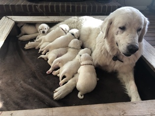 Mother of the Anatolian Shepherd-Great Pyrenees Mix puppies born on 12/02/2018