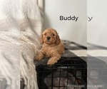 Puppy Buddy Goldendoodle (Miniature)